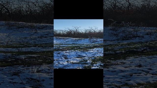 заяц добыт