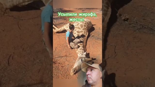 Жираф