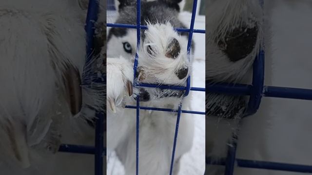 Наша Банда 🐕✊😄