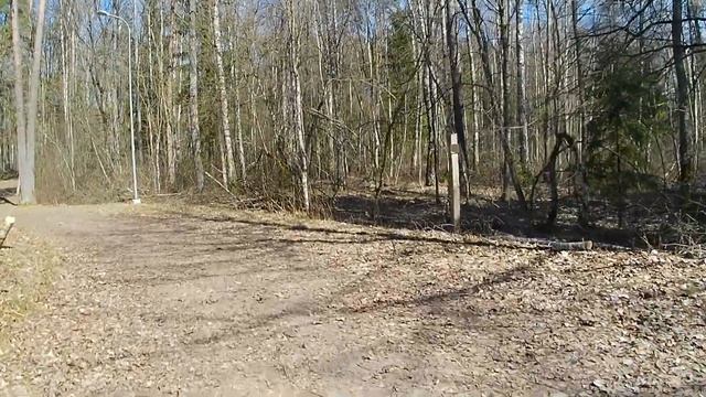 Прогулка по лесу на Пасху