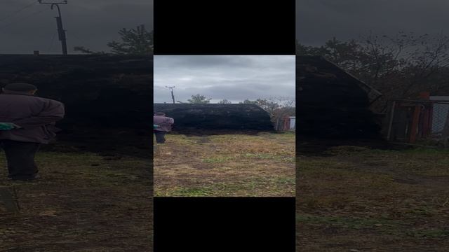 Снег растаял, заказали перегной . Земля не удобрялась 18 лет.