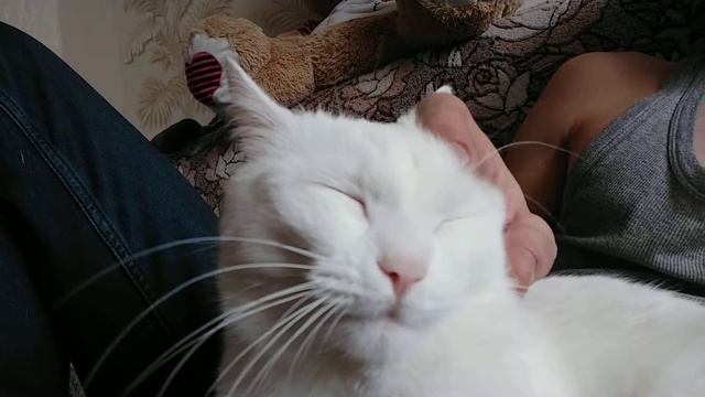 Кот кайфует от поглажевания