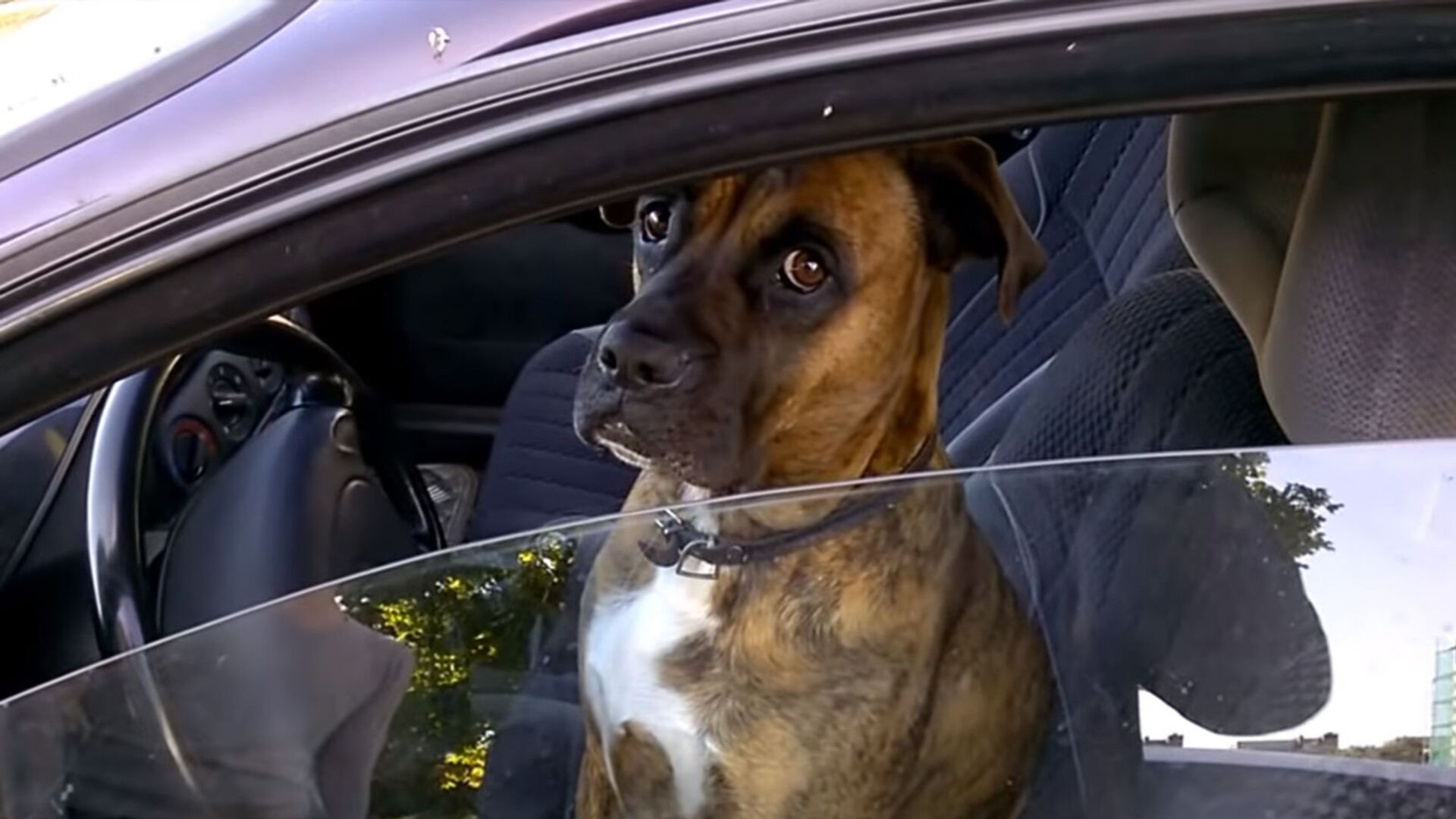 Пес нарушитель