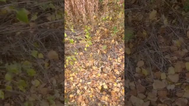 Смотрите какой красавчик