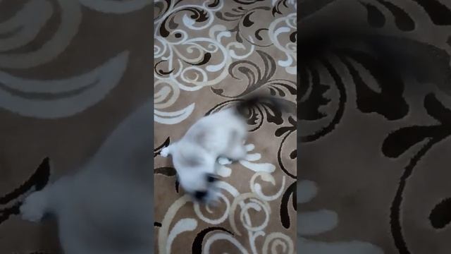 Круговокот