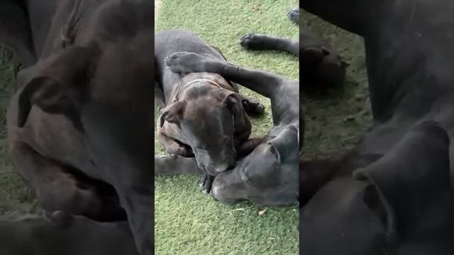 милота, животные, природа