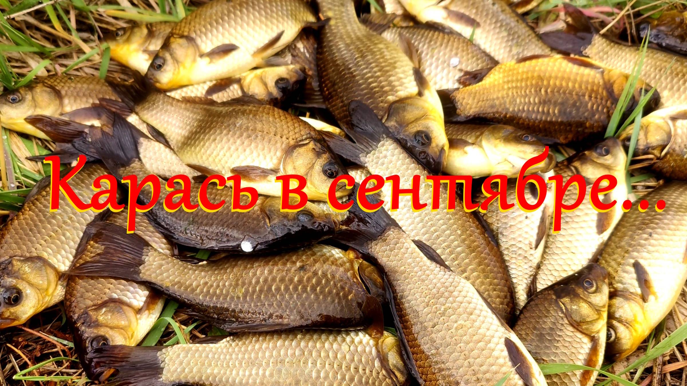 Карась в сентябре...