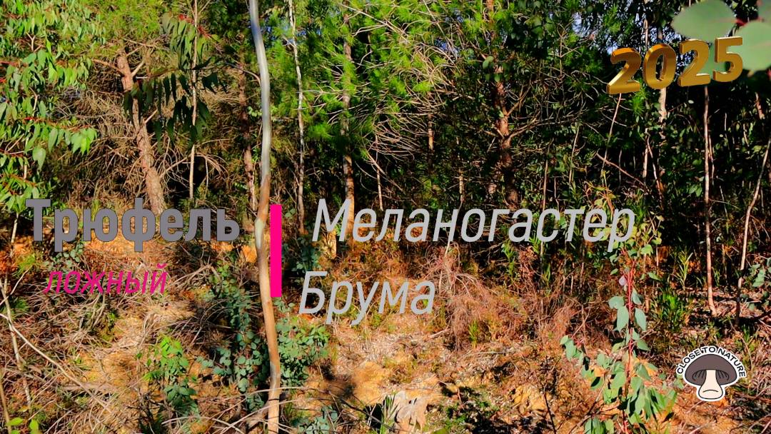 Трюфель ложный.Меланогастер Брума.Тихая охота.
