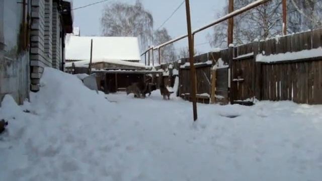 Январские прогулки 2013г
