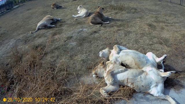 Парк Львов Тайган.Львы отдыхают.