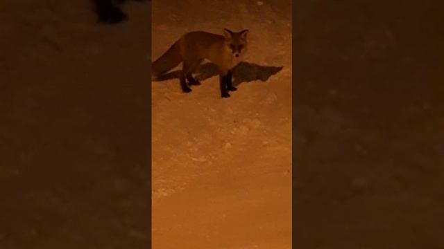 Лисёнок вышел из леса в поисках еды!!!💋😽😻🥰😍😘😼