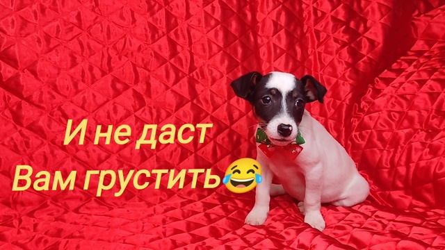 Джек Рассел терьер