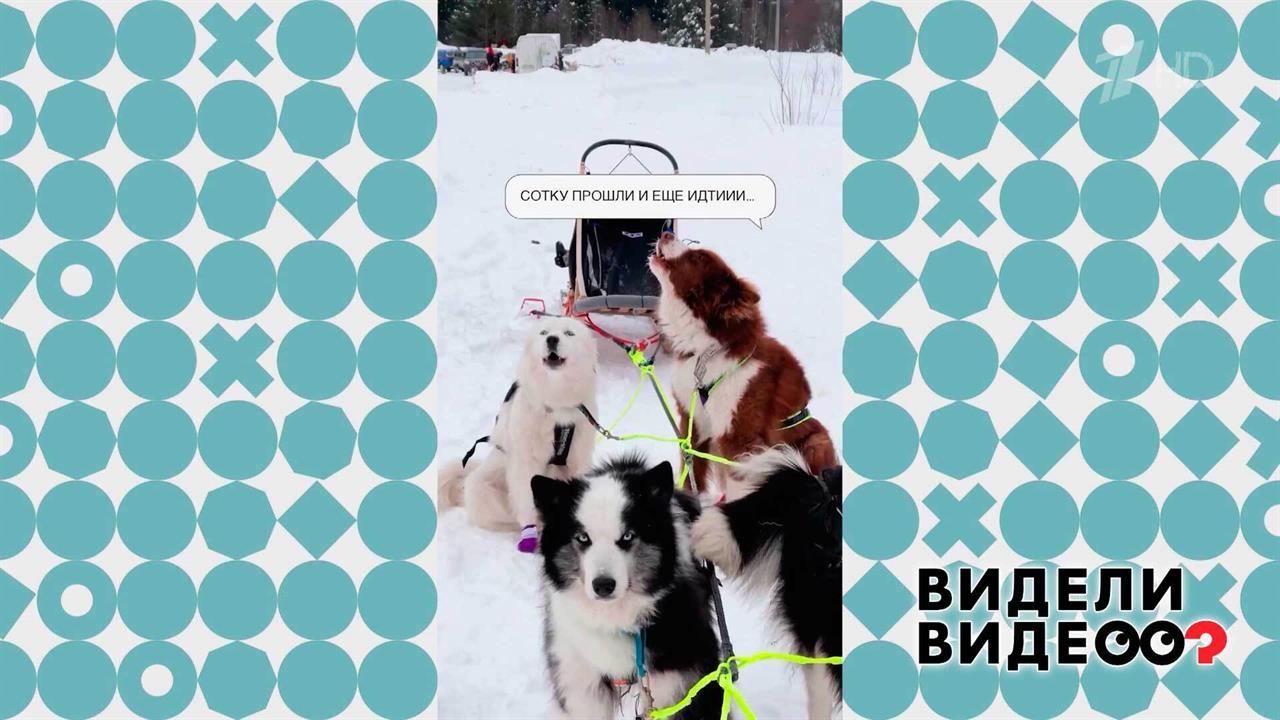 Ездовые якутские лайки. Видели видео? Фрагмент новогоднего выпуска от 04.01.2025