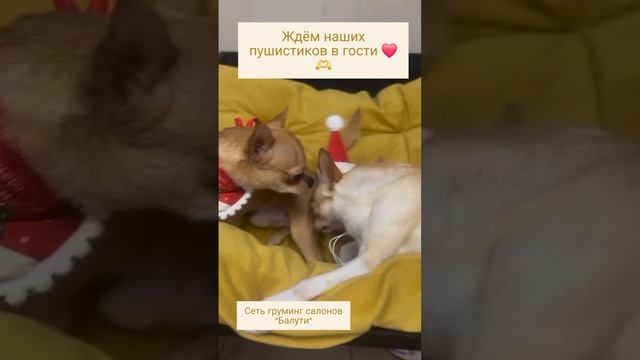 Грумингчихуахуа.mp4