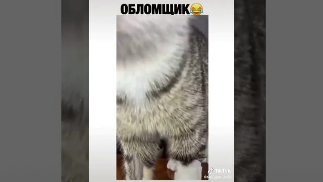 ТАКОЙ ВИД ИСПОРТИЛ 🤣🤣🤣