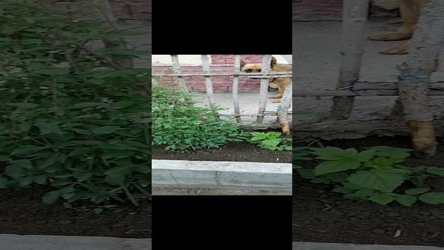 VID_20240609_094410.mp4
