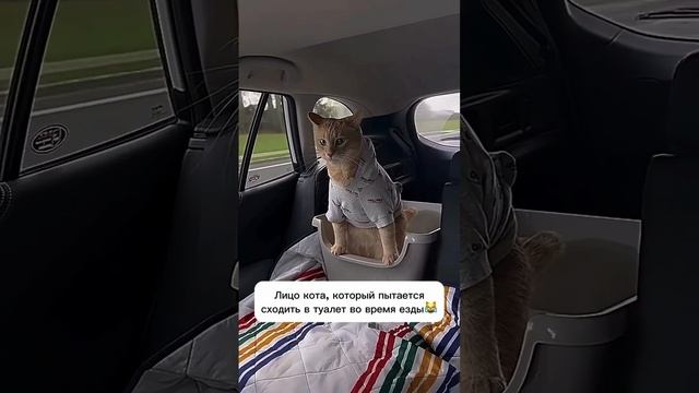 кошак