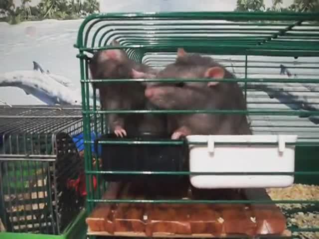 Веселые животные!