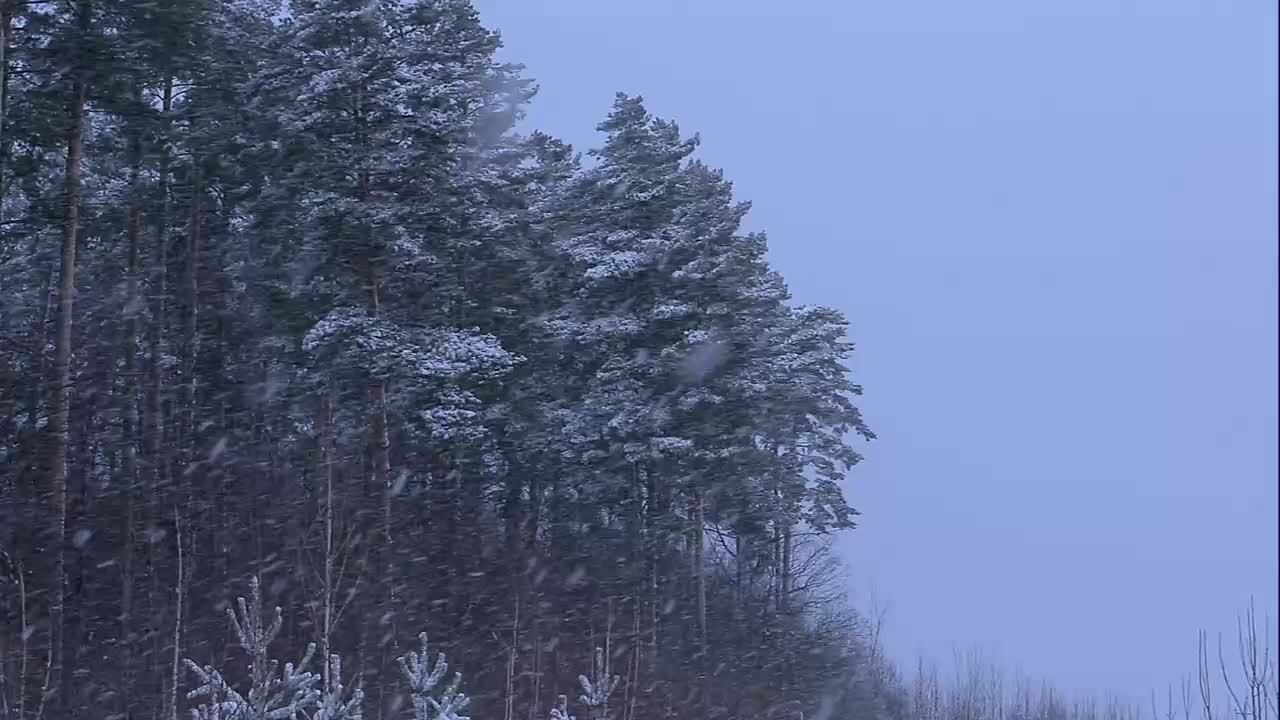 БОГОСЛУЖЕНИЕ онлайн - 04.01.25 / Трансляция Заокская церковь