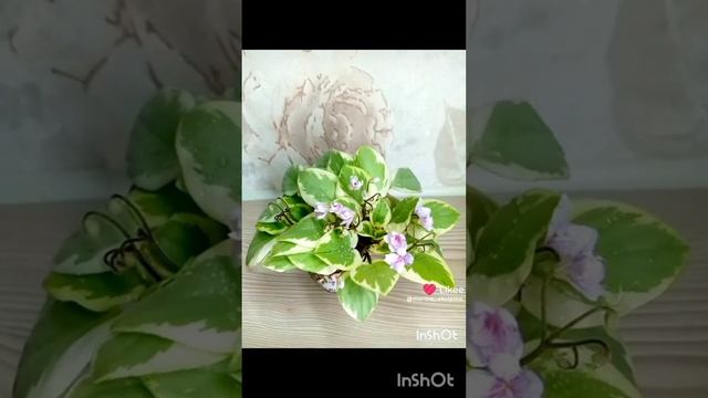 InShot_20250104_124334908.mp4