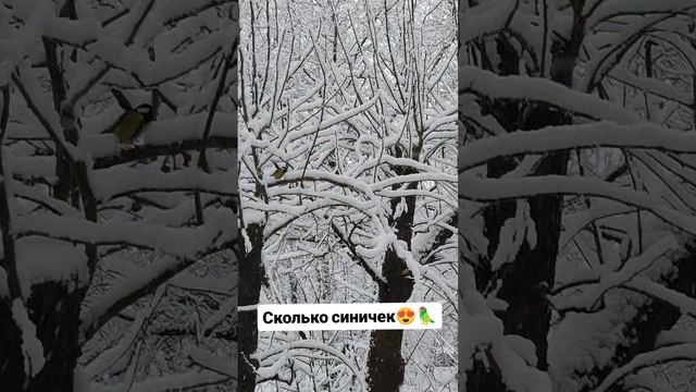 Сколько синичек 😍🦜