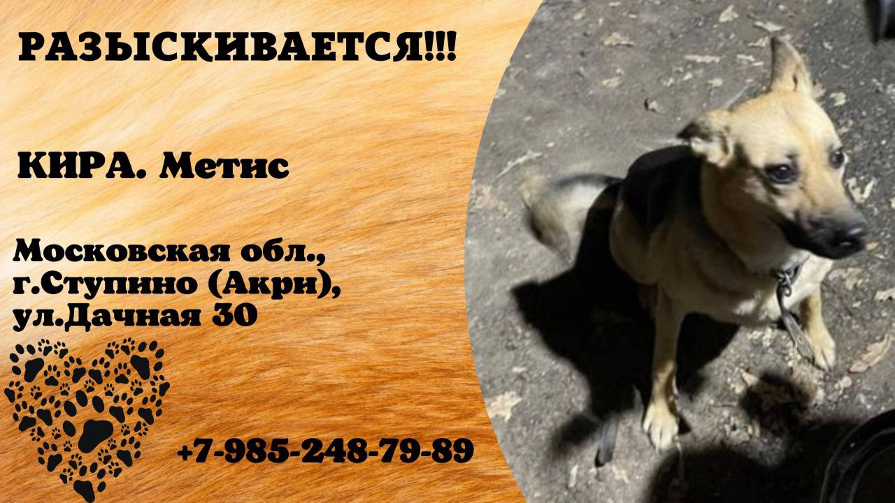 Пропала собака! КИРА. Метис. Московская обл, г. Ступино