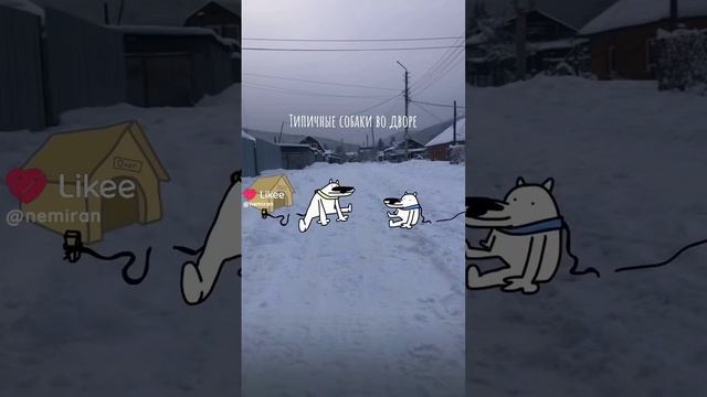 собаки дп
