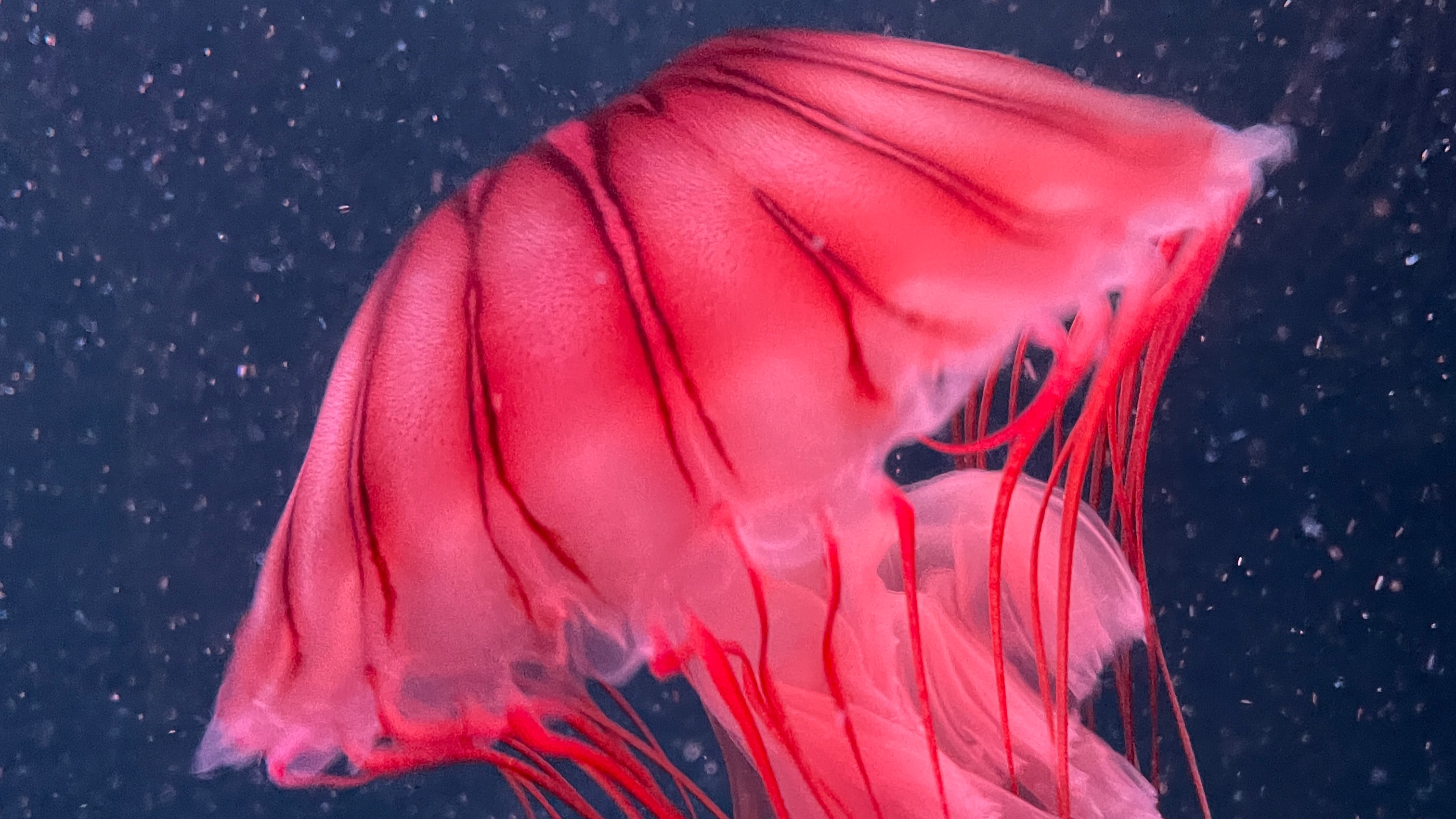 Аквариум в Киото. (2024). Aquarium, Kyoto.