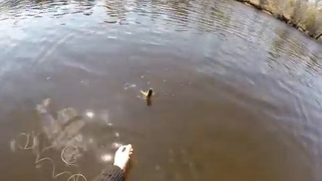 Тойсик 09 10 05 2014