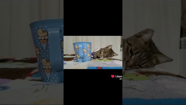 видосики 😁