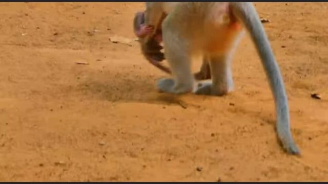 Baby monkey с мамой. Но почему он выглядит...