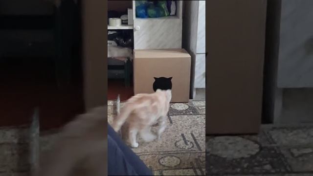 Котик.mp4