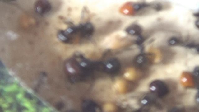 Муравьи-жнецы Messor Barbarus. Выпуск 6.