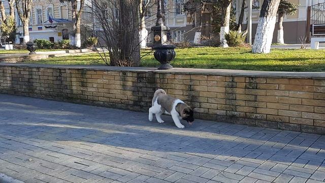 ПРАЙД ФАВОРИТЕ ПАНДОРА