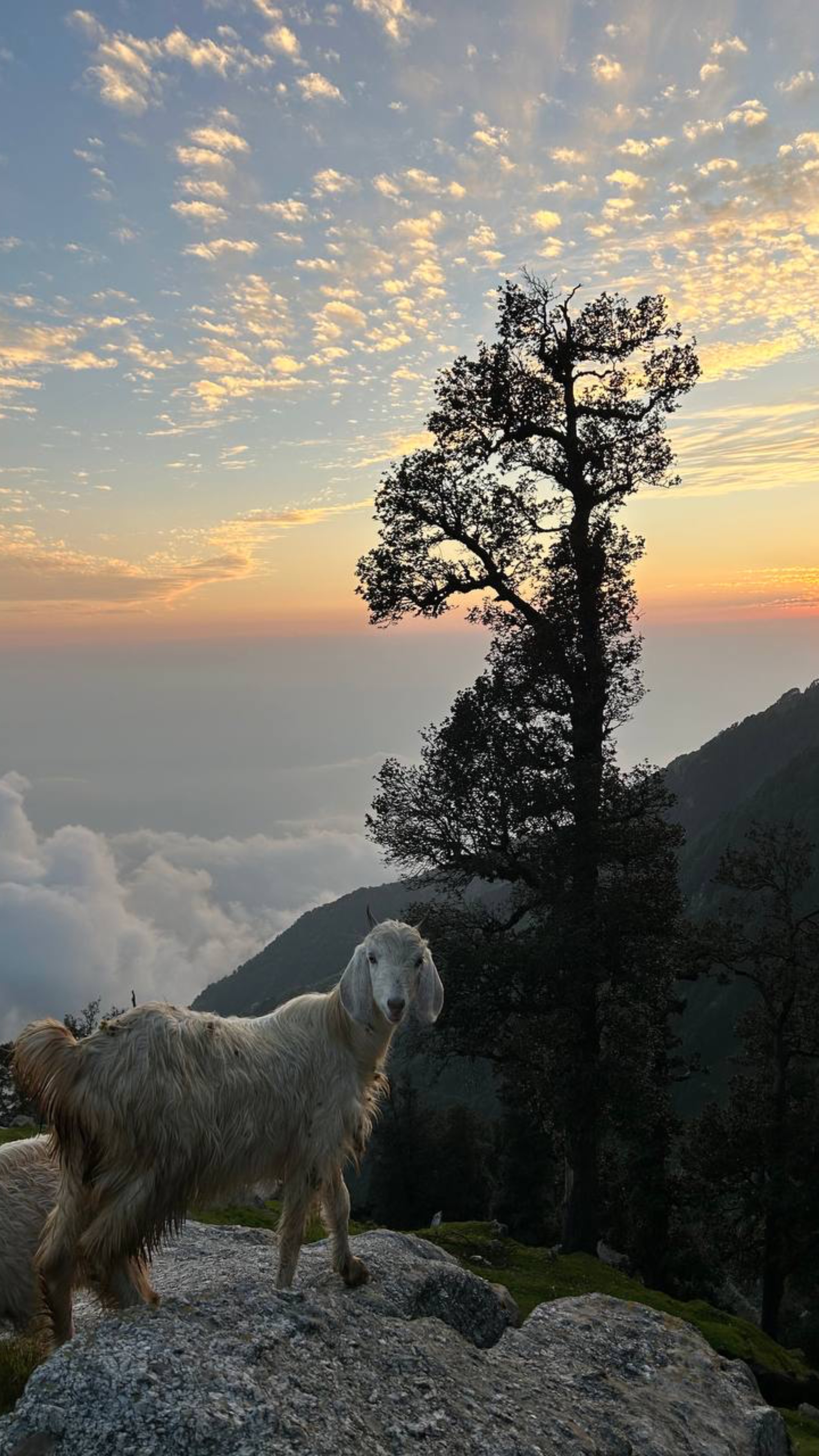 🏔️Гималаи - я рада вас видеть, я счастлива снова оказаться здесь.
