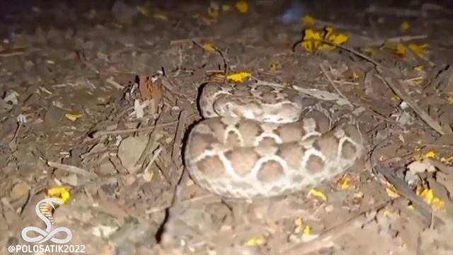 Песчаная эфа (Echis carinatus)