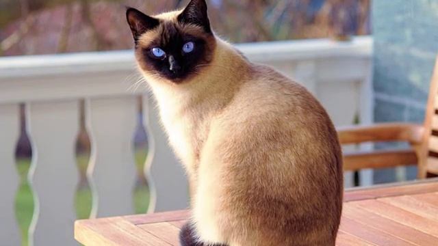 Кошка поворачивается спиной? Это признак доверия?