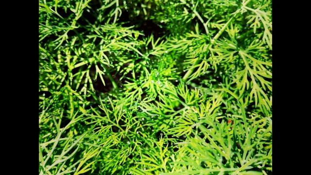 Edwin Ruys - Beep ( Second version Official Audio)