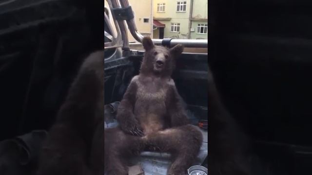 Мишка устал