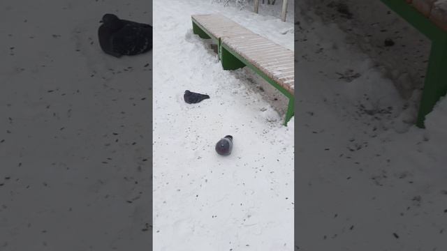 Суровые Якутские голуби -50°🥶🥶🥶