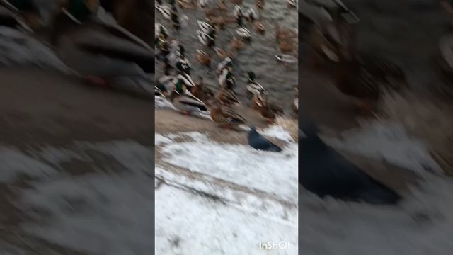 Голодные утки.