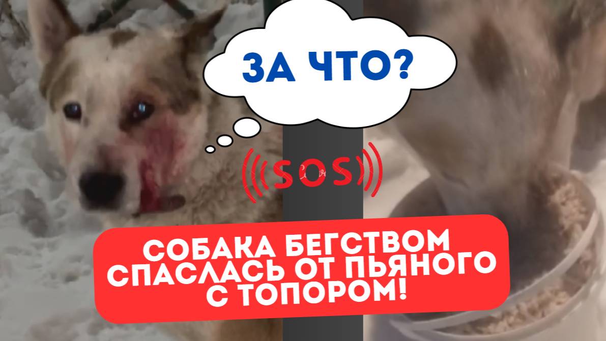 Собака чудом спаслась от пьяного с топором!