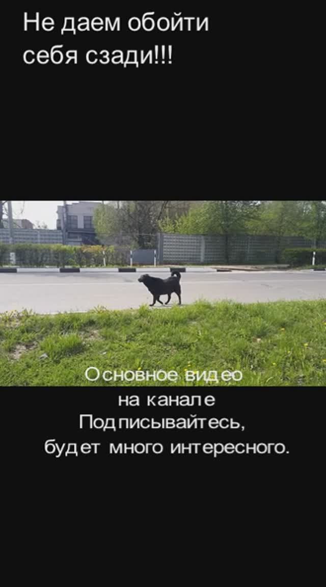 Стая собак +79296105898 Коррекция поведения собак