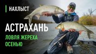 Осенний ЖЕРЕХ ловля на глубине. Лучшие СТРИМЕРЫ для капризного жереха.