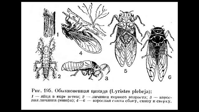 Цикады