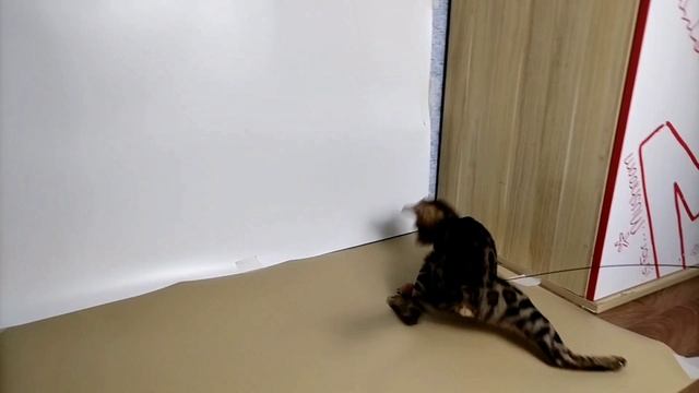 Викинг и Бу