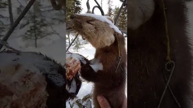 Охота на соболя, ура опять тот-же Кдя.mp4