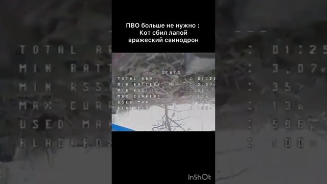 Кот сбил лапой дрон