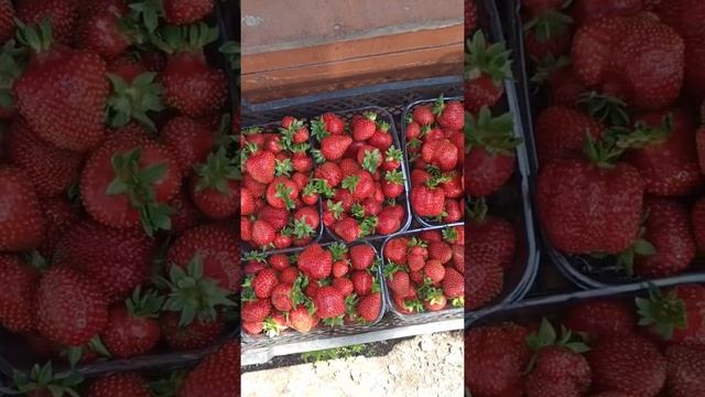 30.06. 5-й сбор