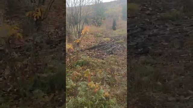 на охоте
